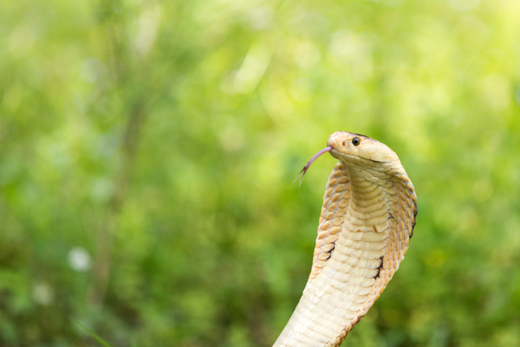 O que significa sonhar com cobras