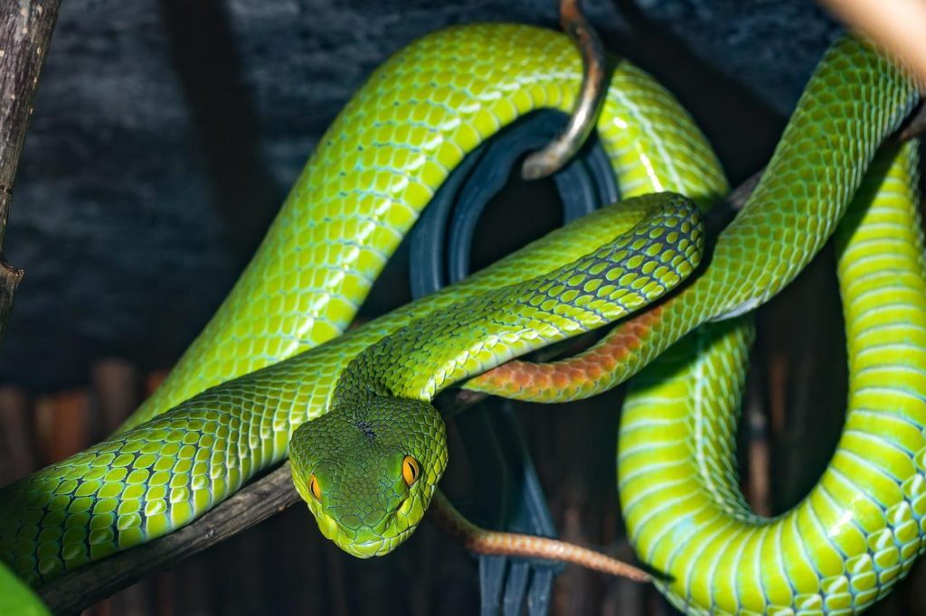 O que significa sonhar com cobra verde?
