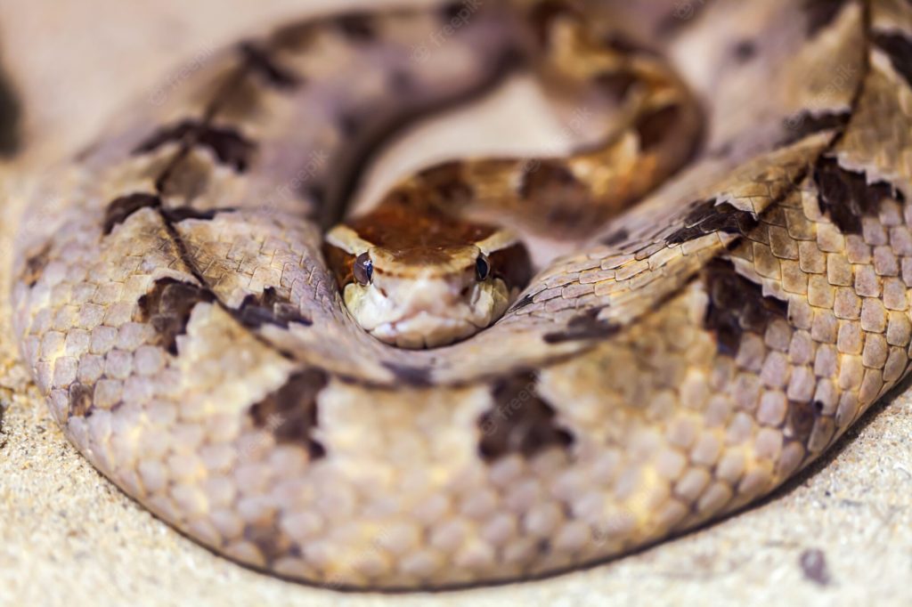 O que significa sonhar com cobra enrolada?