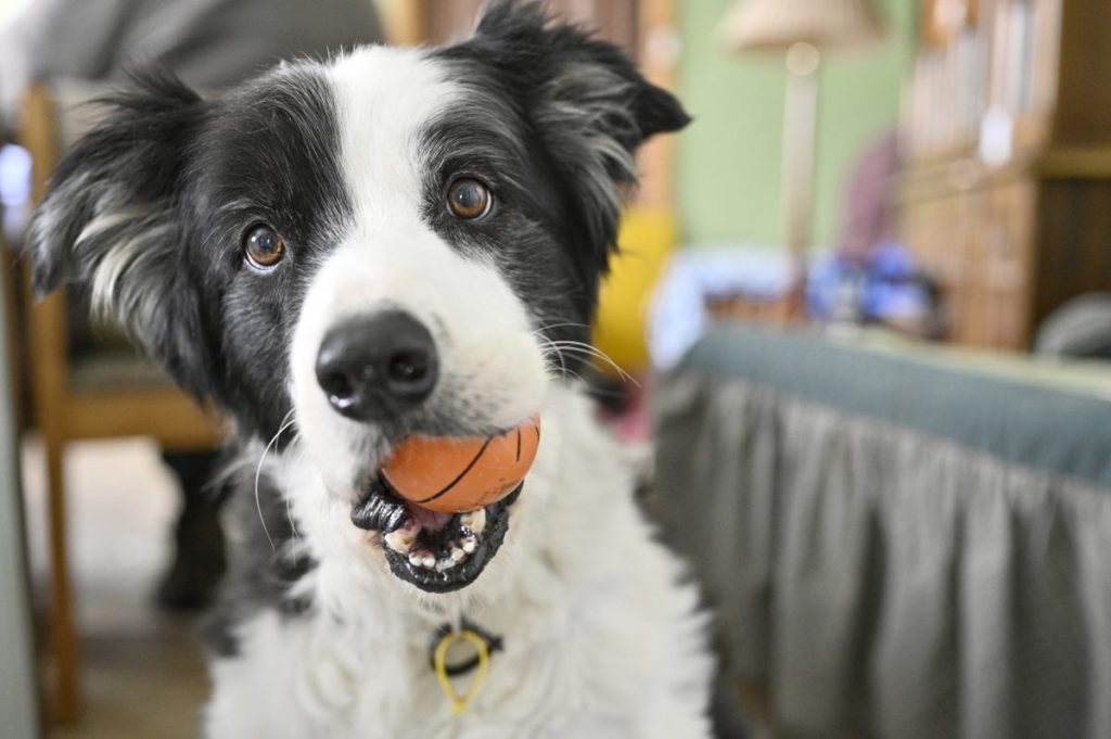 O que significa sonhar com cachorro?